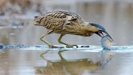 BOFF2021_divja-slovenija_2