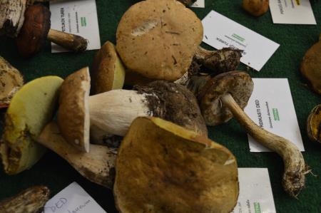 15. GOBARSKA RAZSTAVA V BOVCU 10