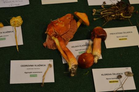 15. GOBARSKA RAZSTAVA V BOVCU 12