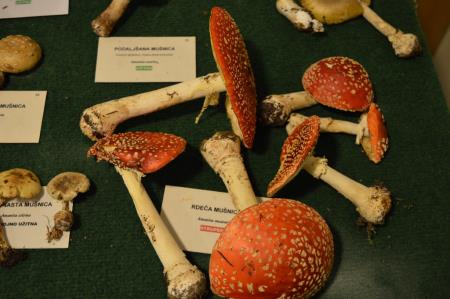 15. GOBARSKA RAZSTAVA V BOVCU 13