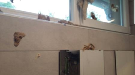 VANDALI SE ZNAŠAJO NAD JAVNIM STRANIŠČEM 3