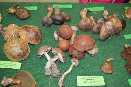 14. GOBARSKA RAZSTAVA V BOVCU 4