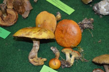 14. GOBARSKA RAZSTAVA V BOVCU 5