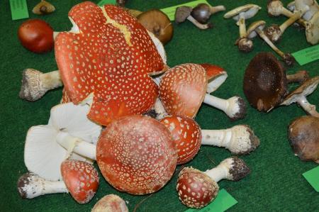 14. GOBARSKA RAZSTAVA V BOVCU 6