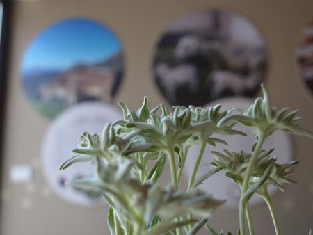 ODPRTJE OGLEDNEGA POSESTVA BOGATA BOVEC 5