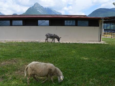 ODPRTJE OGLEDNEGA POSESTVA BOGATA BOVEC 19