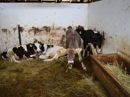 ODPRTJE OGLEDNEGA POSESTVA BOGATA BOVEC 21