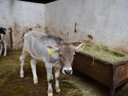ODPRTJE OGLEDNEGA POSESTVA BOGATA BOVEC 22