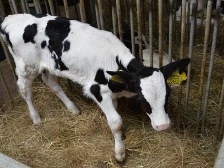ODPRTJE OGLEDNEGA POSESTVA BOGATA BOVEC 23