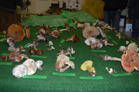 13. GOBARSKA RAZSTAVA V BOVCU 1