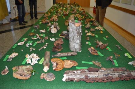 13. GOBARSKA RAZSTAVA V BOVCU 2