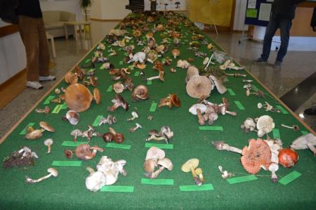 13. GOBARSKA RAZSTAVA V BOVCU 3