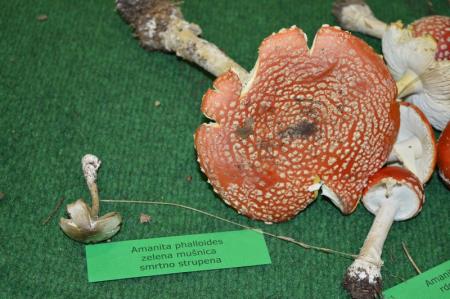 13. GOBARSKA RAZSTAVA V BOVCU 6