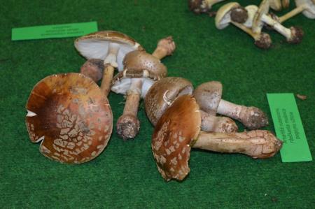 13. GOBARSKA RAZSTAVA V BOVCU 7