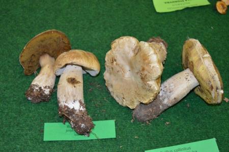 13. GOBARSKA RAZSTAVA V BOVCU 8