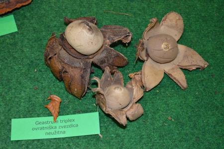 13. GOBARSKA RAZSTAVA V BOVCU 9