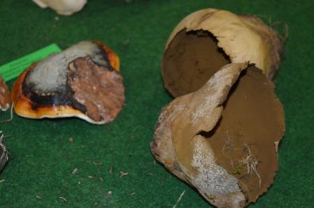 13. GOBARSKA RAZSTAVA V BOVCU 10