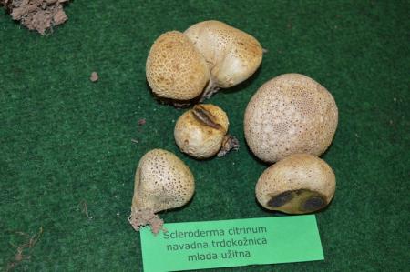 13. GOBARSKA RAZSTAVA V BOVCU 11