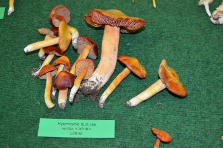 13. GOBARSKA RAZSTAVA V BOVCU 12