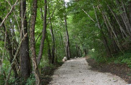 NOV ODSEK POTI V ZAVETJU GOZDA 3