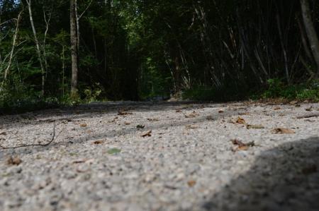 NOV ODSEK POTI V ZAVETJU GOZDA 13