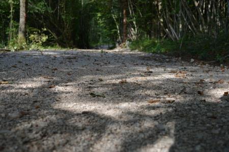 NOV ODSEK POTI V ZAVETJU GOZDA 14