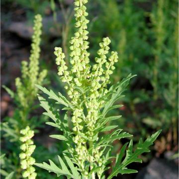 AMBROZIJA RAZPASENA TUDI NA BOVŠKEM 3