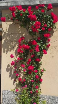 BOVŠKI TRG MORA BITI NAŠ PONOS 14